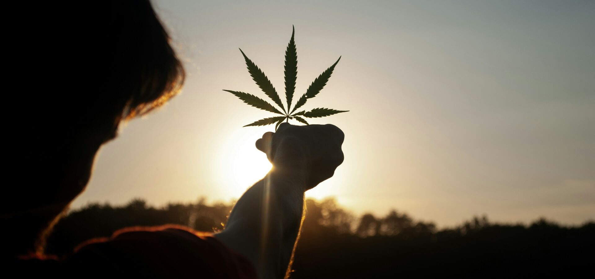 Wie lange braucht eine Cannabispflanze bis zur Ernte Outdoor
