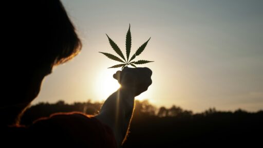 Wie lange braucht eine Cannabispflanze bis zur Ernte Outdoor