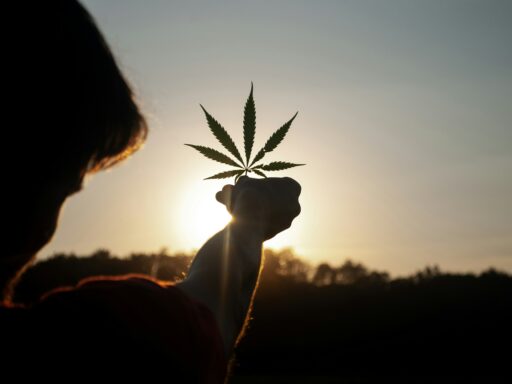 Wie lange braucht eine Cannabispflanze bis zur Ernte Outdoor