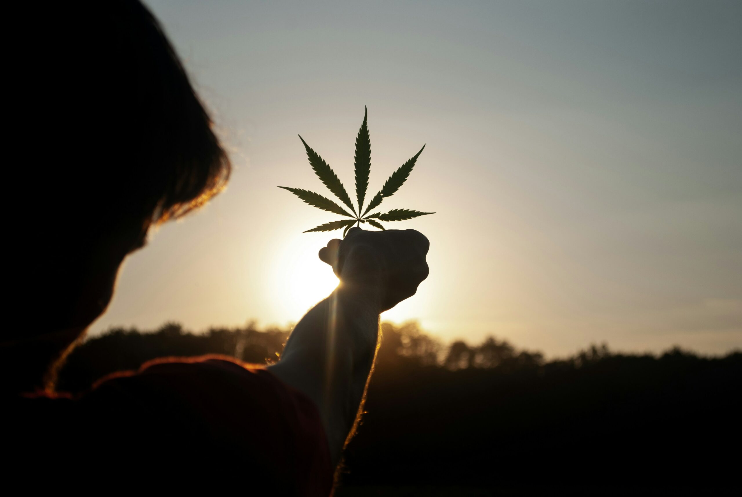 Wie lange braucht eine Cannabispflanze bis zur Ernte Outdoor