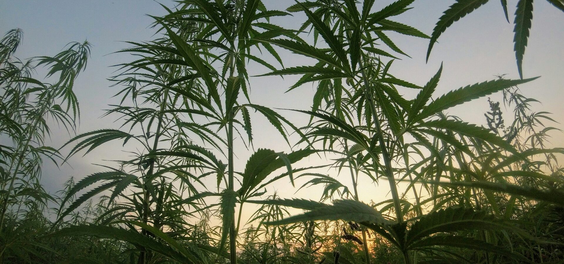 Woher kommt das beste Cannabis