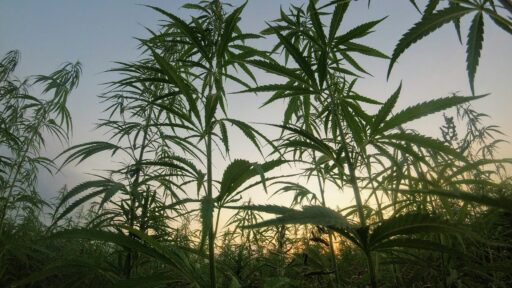 Woher kommt das beste Cannabis