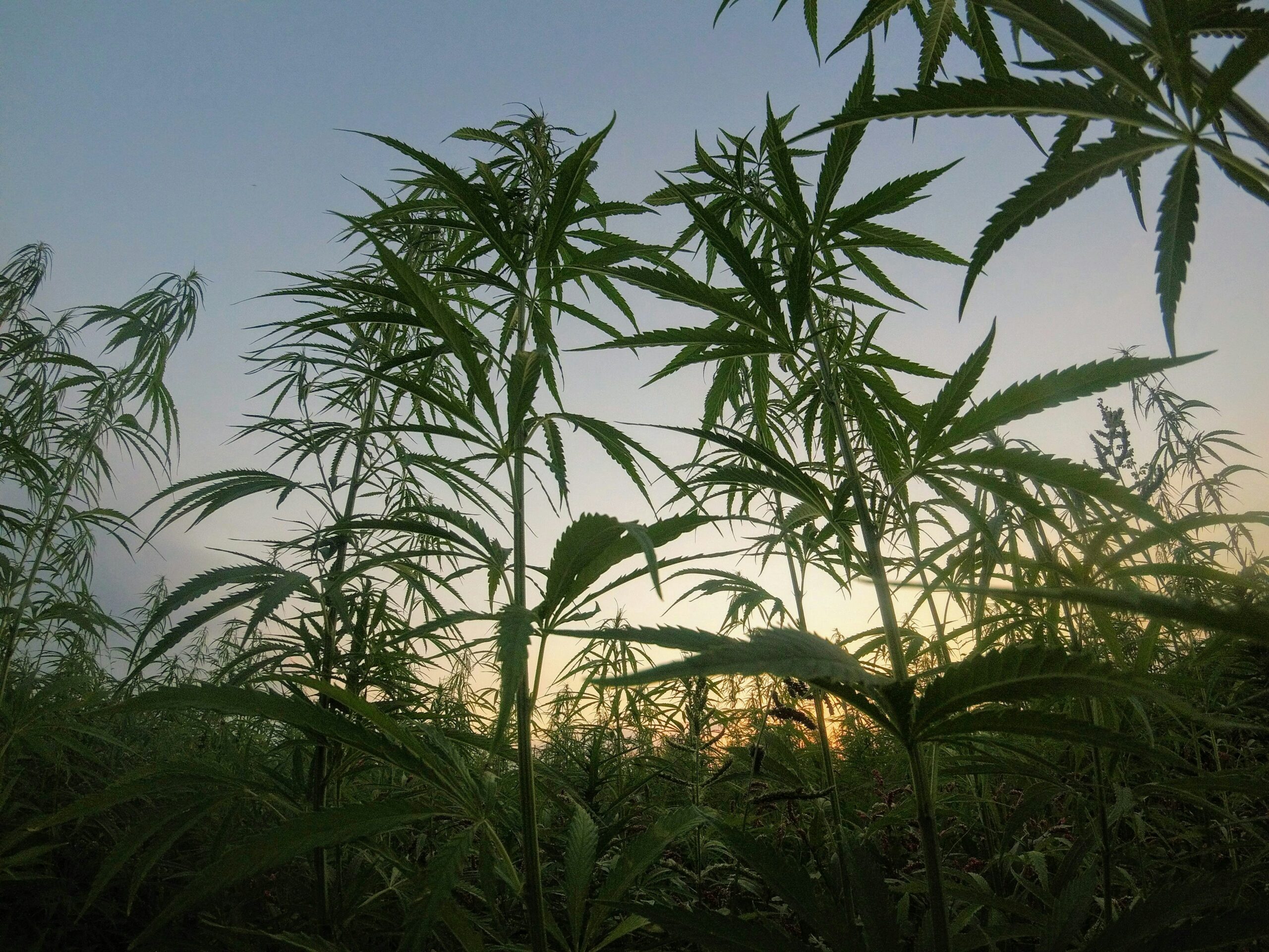 Woher kommt das beste Cannabis
