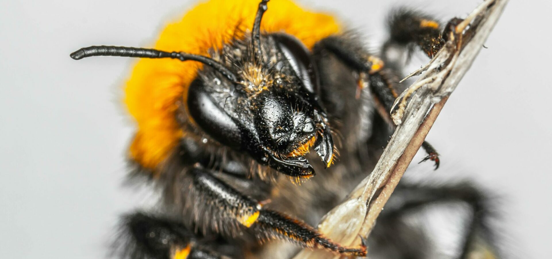 Was tun wenn man Asiatische Hornisse sieht